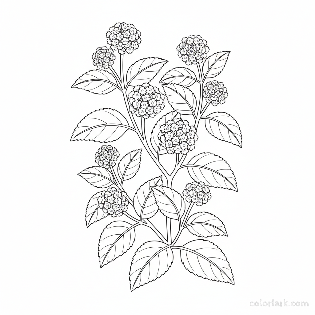 Black and white line art of lantana camara with small, dense clusters of tiny flowers and slightly textured leaves.