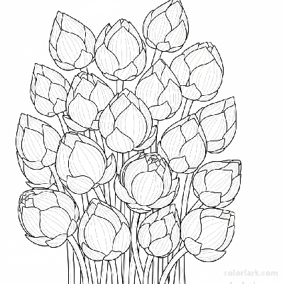 Black and white line art of a cluster of lotus buds, some beginning to unfurl.