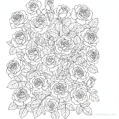 Black and white line art of a magnificent rose bush in full bloom with numerous roses and lush foliage