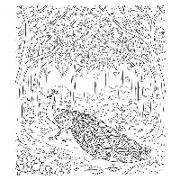 Detailed peacock coloring page on an autumn forest path