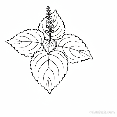 Black and white line art of a simple flower spike emerging from a coleus plant, with broadly lobed, intricately patterned leaves.