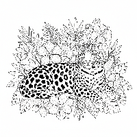 Indian Leopard and exotic jungle flowers free printable coloring page for kids and adults.