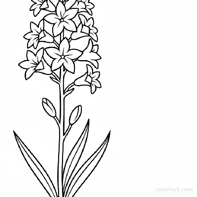 Black and white line art of a simple tuberose flower stalk with multiple clusters of delicate white blooms and long, slender leaves.