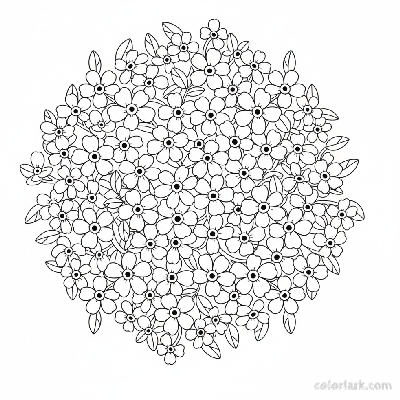 Black and white line art of a cluster of tiny forget-me-not flowers with five small petals and a yellow center, on slender stems with small leaves.