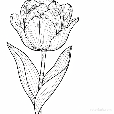 Line art illustration of a single detailed tulip bloom with intricate petals