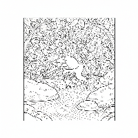 Peacock drinking from forest stream nature coloring page