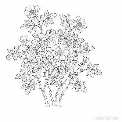 Black and white line art of a wild rose bush with blooms, leaves, and rose hips (berries)
