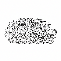 Speedy Indian Leopard running through undergrowth coloring page for kids.