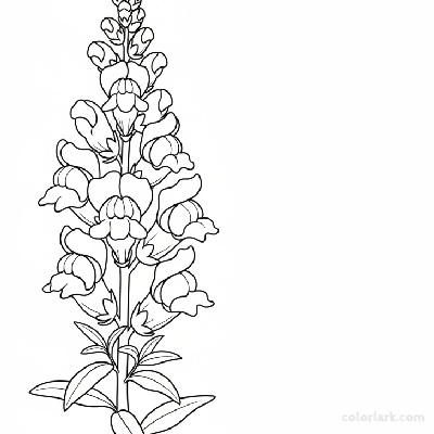 Black and white line art of a vertical snapdragon flower spike with several distinct blooms and pointed leaves.