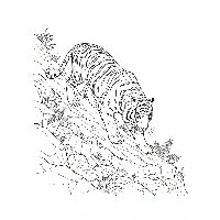 Indian tiger coloring page: Bengal tiger descending rocky hill.