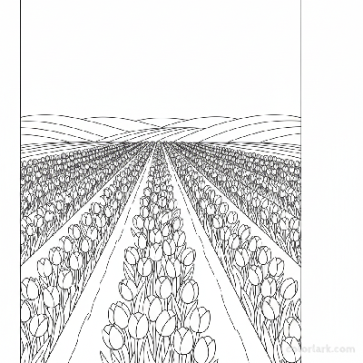 Line art illustration of a vast tulip field landscape with rows of blooming tulips