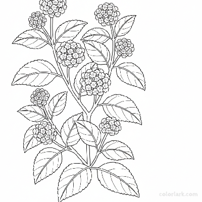 Black and white line art of lantana camara with small, dense clusters of tiny flowers and slightly textured leaves.