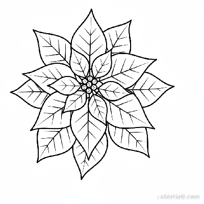 Black and white line art of a simple poinsettia plant with large, pointed bracts and smaller true flowers, and dark green leaves.