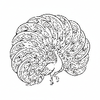 Dynamic dancing peacock coloring page with swirling feathers.