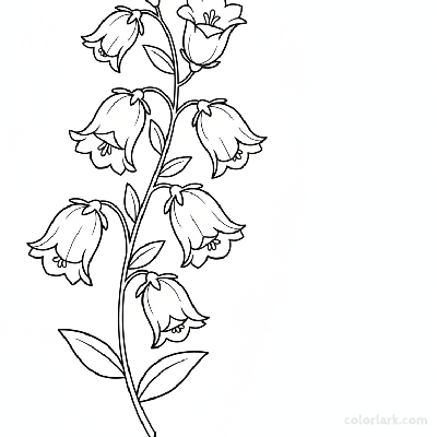Black and white line art of a simple bellflower (Campanula) with several bell-shaped, downward-facing blooms on a slender stem with small leaves.