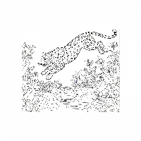 Indian Leopard jumping over a jungle stream coloring page