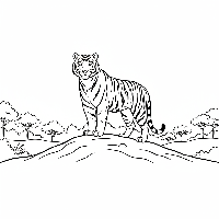 Coloring page of an Indian tiger guarding its territory on a hilltop.