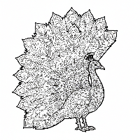 Peacock silhouette coloring page with intricate feather designs.