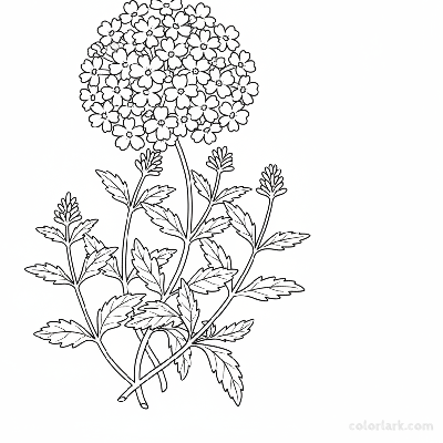 Black and white line art of a cluster of small verbena flowers grouped in a compact head, with simple, jagged leaves on trailing stems.