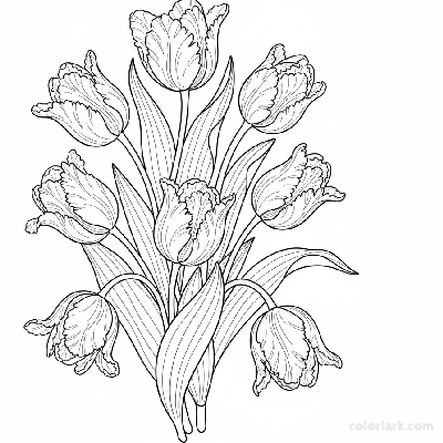 Line art illustration of detailed parrot tulips with ruffled petals
