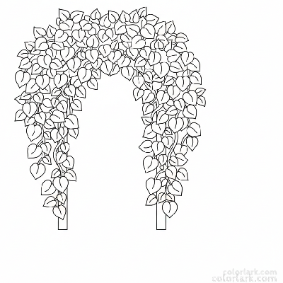 Black and white line art of a simple archway covered by trailing bougainvillea vines with clusters of bracts and leaves.