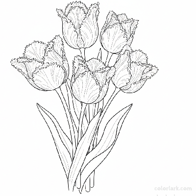 Line art illustration of a close-up of fringed tulips with delicate petal edges