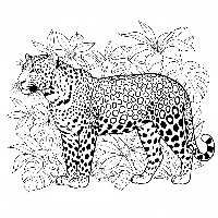 Indian Leopard coloring page with detailed spotted fur patterns in a jungle scene.