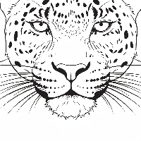 Indian Leopard whiskers and face coloring page for kids and adults.