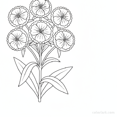 Black and white line art of a simple cluster of Sweet William flowers with patterned centers and ruffled edges, on stout stems with broad leaves.
