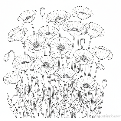 Black and white line art of a simple poppy field with several flowers in bloom, slender stems, and leaves.