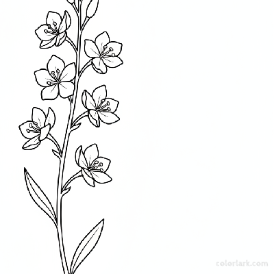 Black and white line art of a gaura flower stalk with several delicate, four-petaled flowers resembling tiny butterflies on a slender stem with narrow leaves.