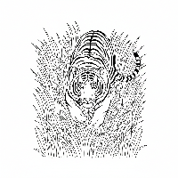 Free printable Indian tiger coloring page, stalking through tall grass.