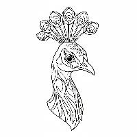 Close-up peacock head coloring page with detailed crown feathers.