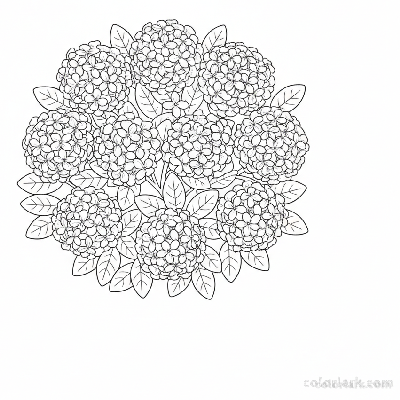 Black and white line art of an ixora flower bush with compact clusters of tiny, star-shaped flowers and glossy leaves.