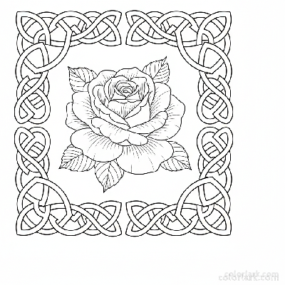 Black and white line art of a detailed blooming rose framed by an intricate Celtic knot border