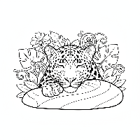 Indian leopard resting chin on rock coloring page