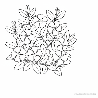 Black and white line art of a small patch of periwinkle (vinca) groundcover with five-petaled flowers and glossy, oval leaves.