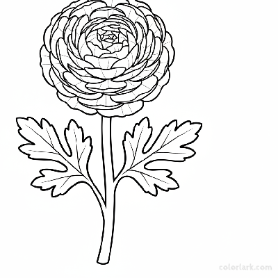 Black and white line art of a simple ranunculus flower with dense, multi-layered petals, a thick stem, and lobed leaves.