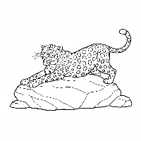 Detailed Indian Leopard stretching after nap on warm rock coloring page