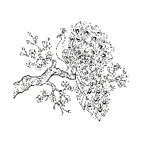 Peacock in Japanese cherry blossom tree coloring page